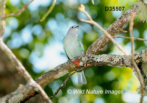 Sayaca Tanager (Thraupis sayaca)